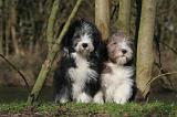 BEARDED COLLIE 320